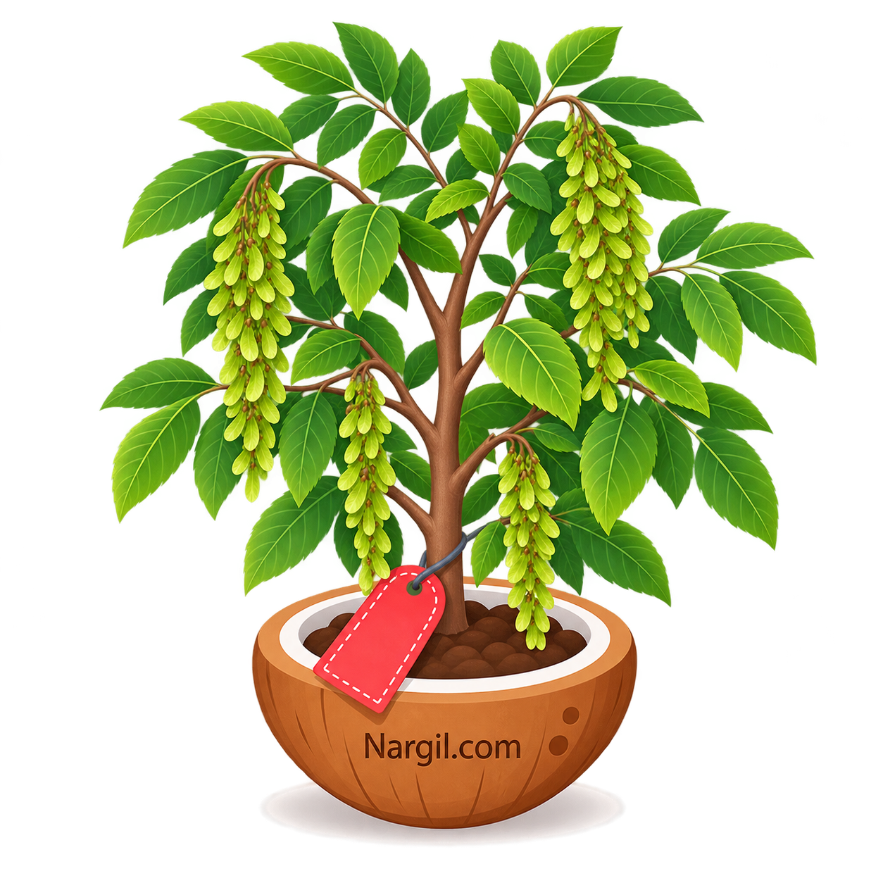Nargil_Pterocarya Fraxinifolia